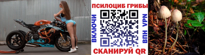 Купить закладки  Новая Ладога  Псилоцибиновые грибы мухоморы 